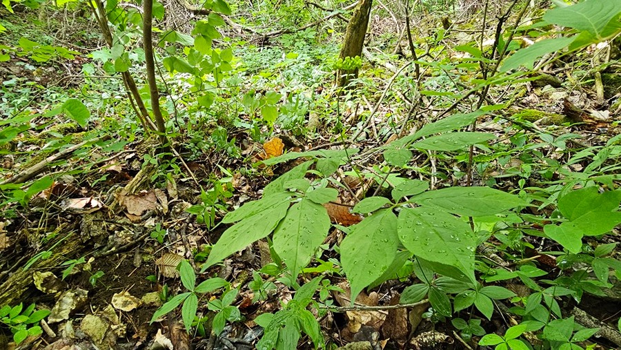 강원도 산삼 산행(1일째)~~~~^^ 썸네일