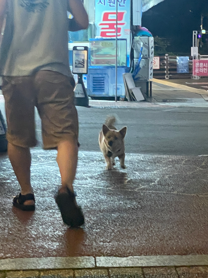 정릉시장에 강아지 혼자 돌아다녀요. 썸네일