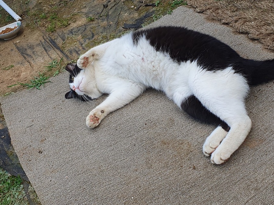 고양이 주인 찾아요 썸네일