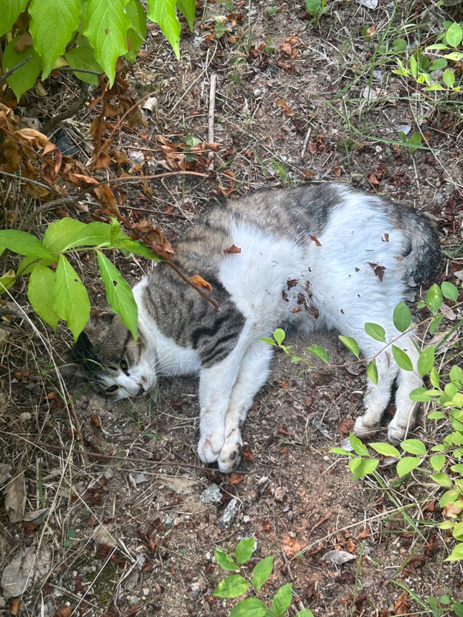 가재7단지 고양이 긴급구조 요청 썸네일