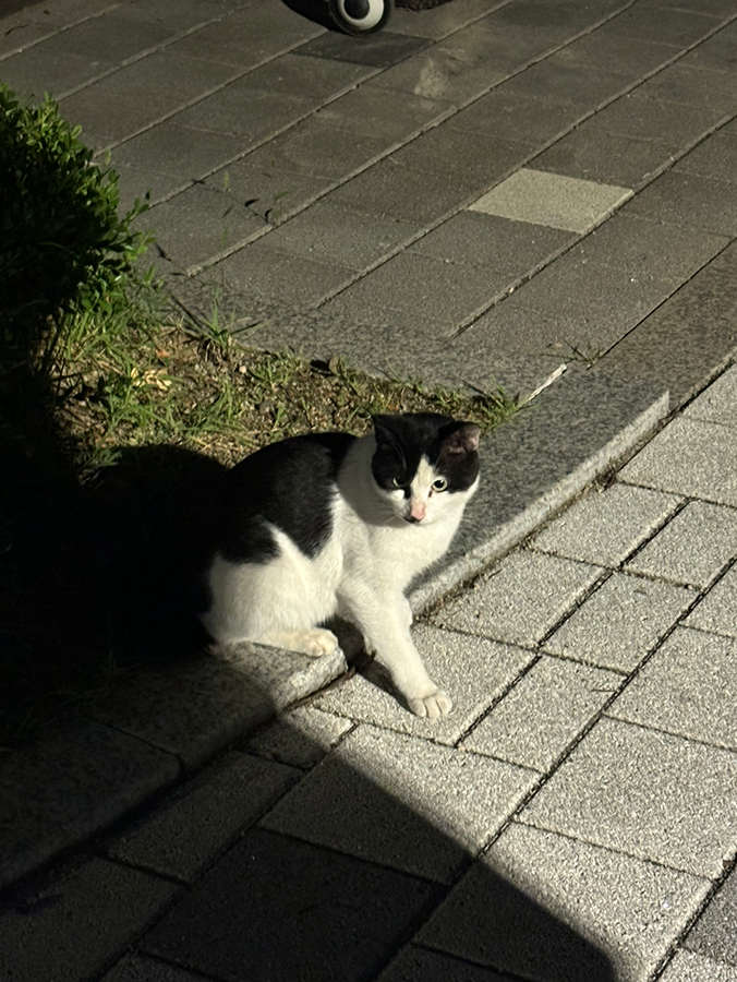 고양이 주인찾아요! 썸네일