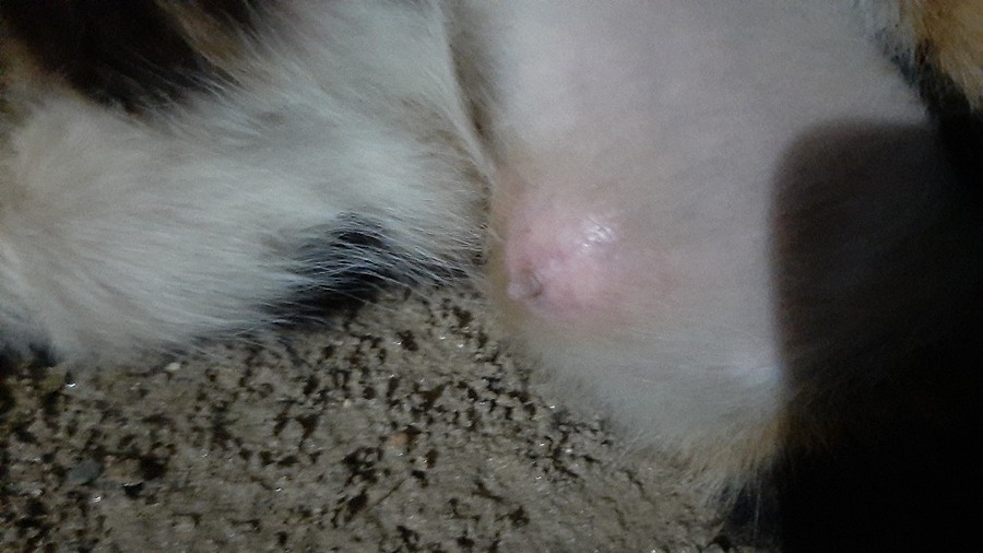 고양이 치료비저렴한 동물병원있나요? 썸네일