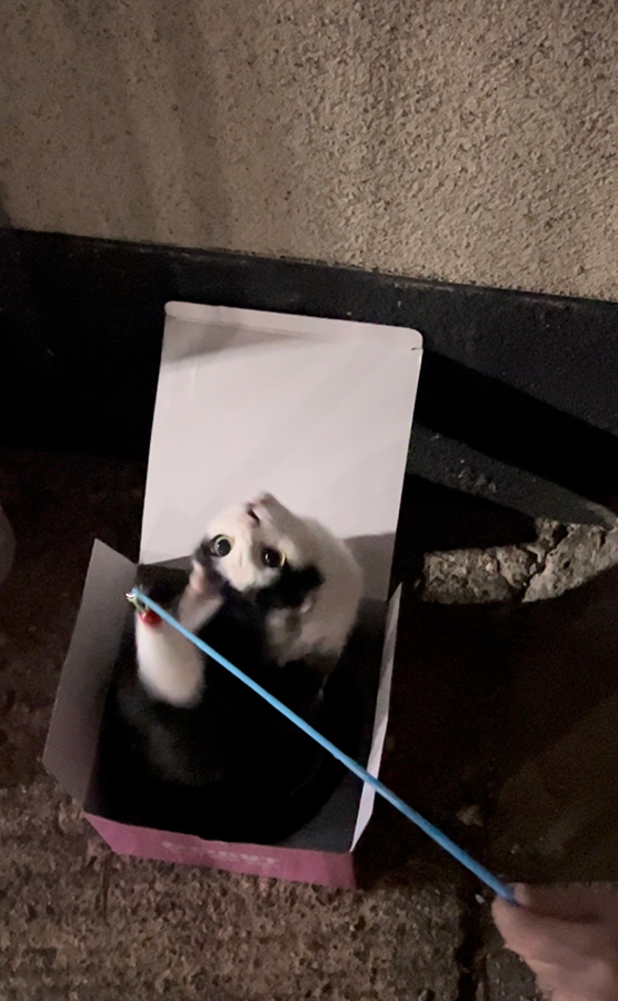 길고양이 구조 썸네일