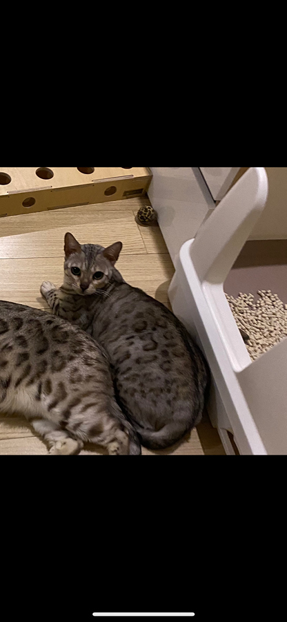 뱅갈고양이 찾습니다  썸네일