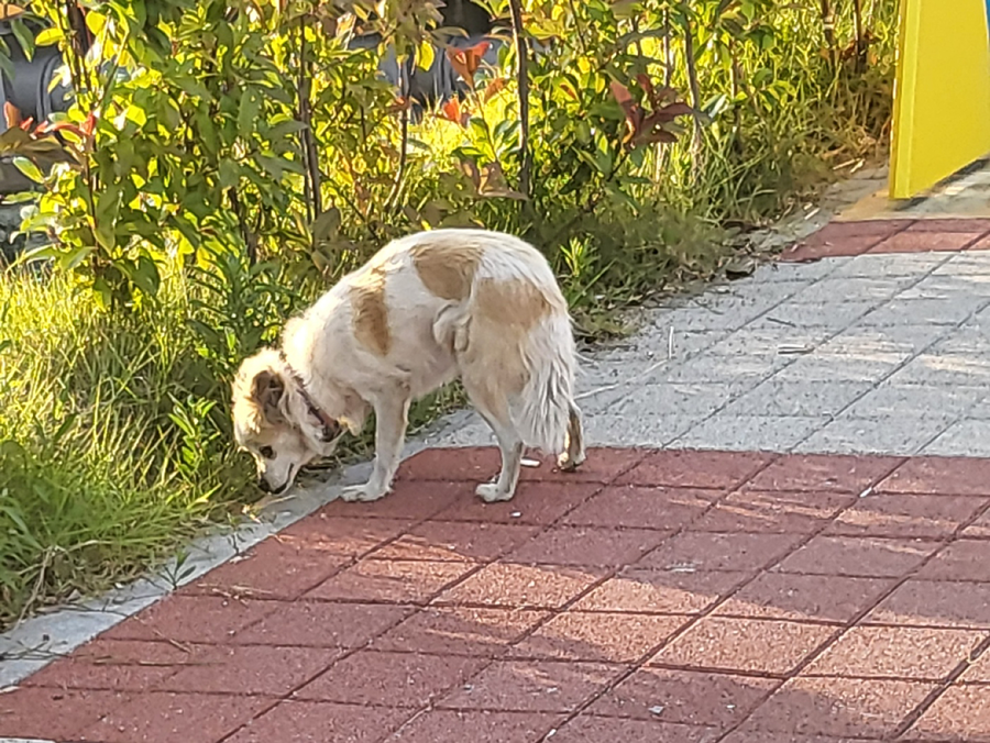 강아지 주인 찾습니다. 썸네일