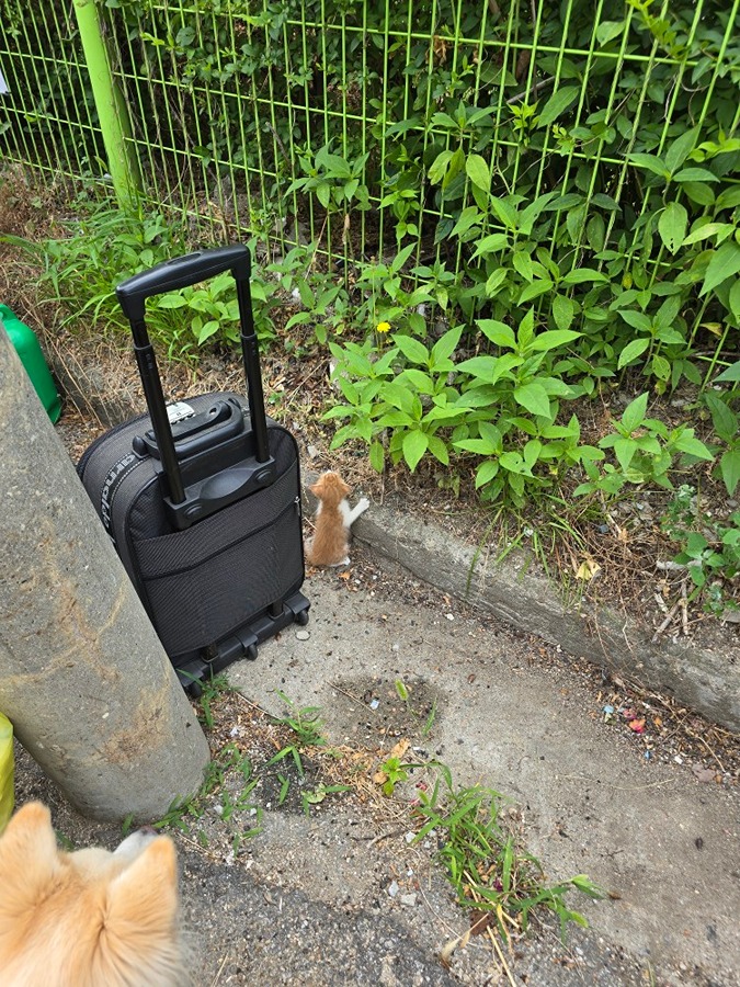 청주중앙여고 근처에 어미고양이 죽은 아기고양이 있는데 썸네일