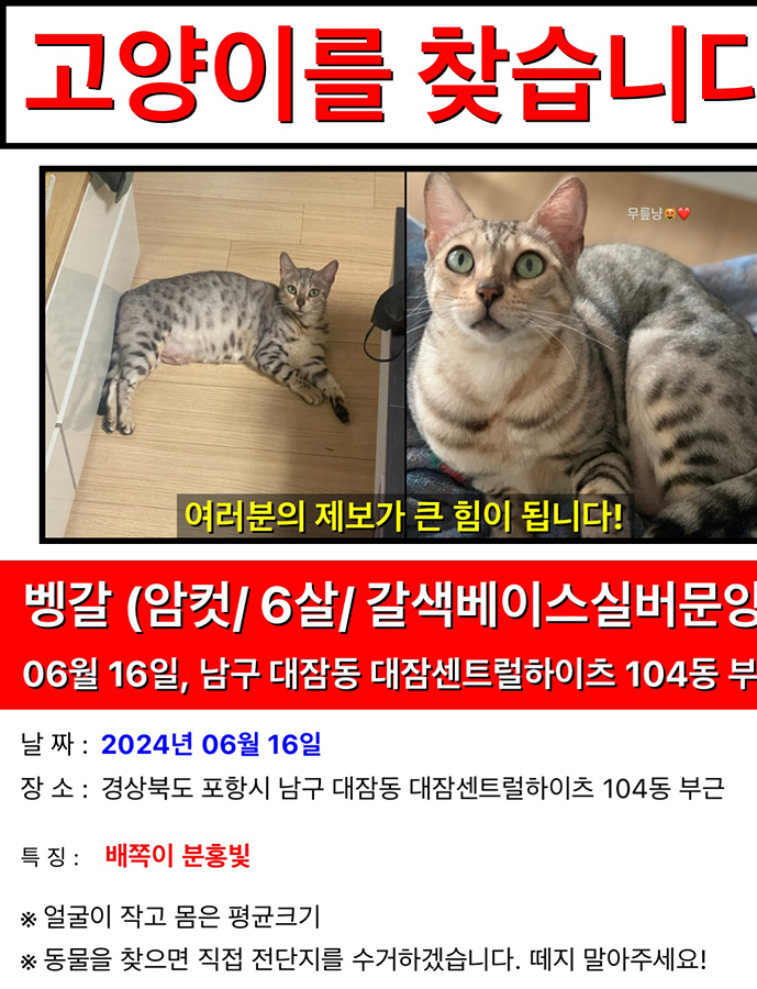고양이를 찾습니다 .. 뱅갈고양이에요 썸네일
