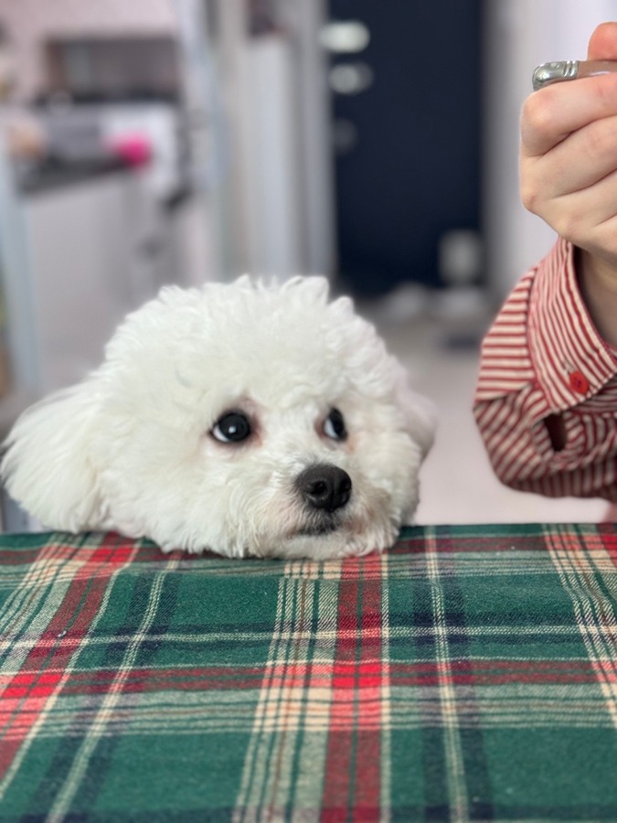 한입만 썸네일