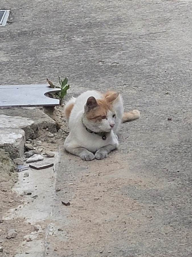 고양이 잃어버리신분 썸네일