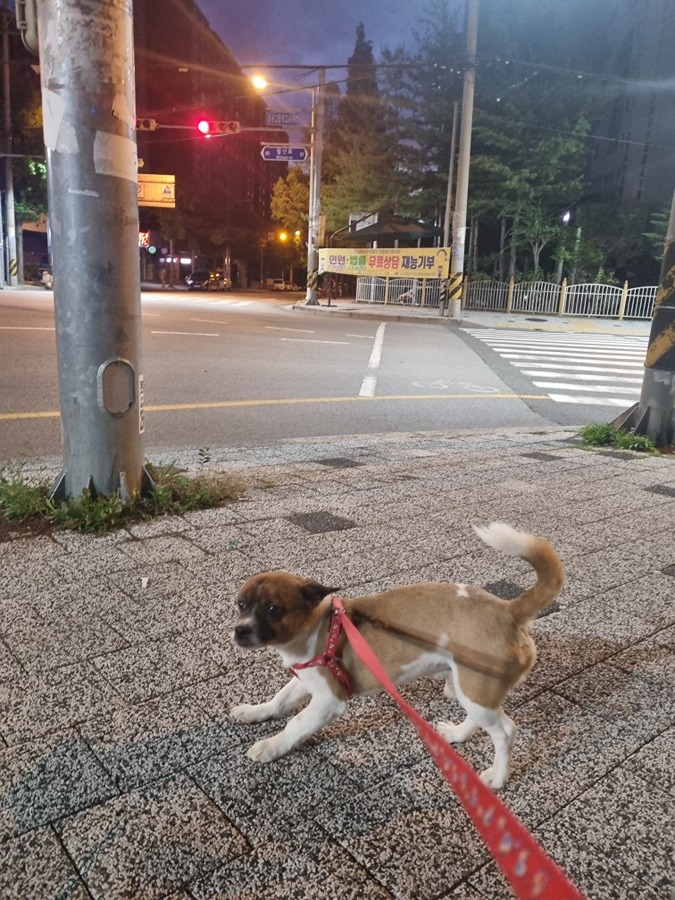 버티는 강쥐 썸네일