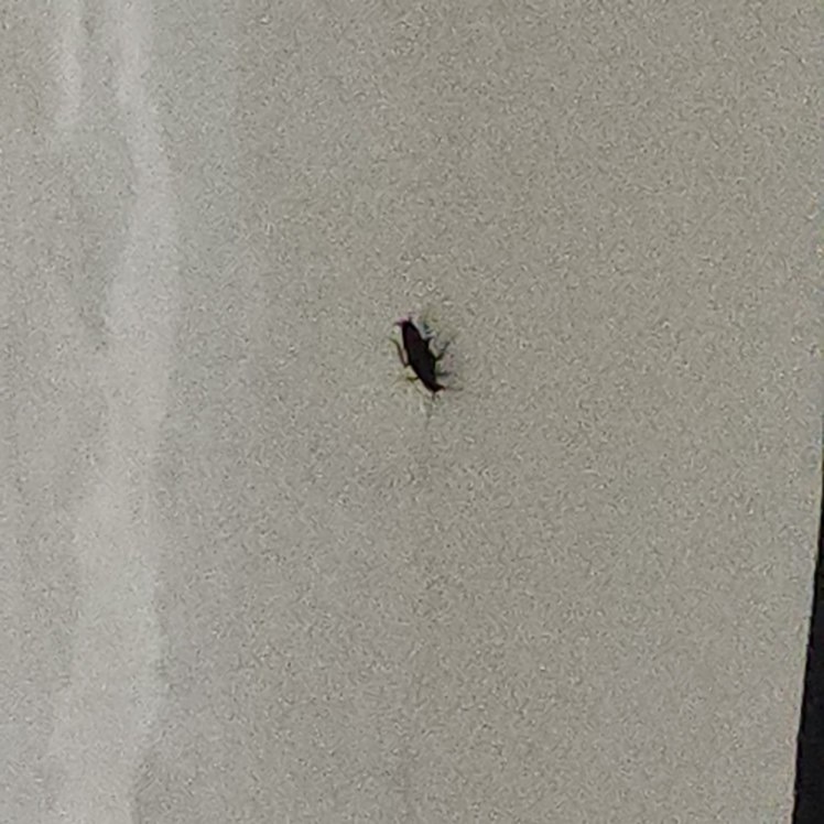 바퀴벌레 잡아주실분...제발....(사진주의) 썸네일