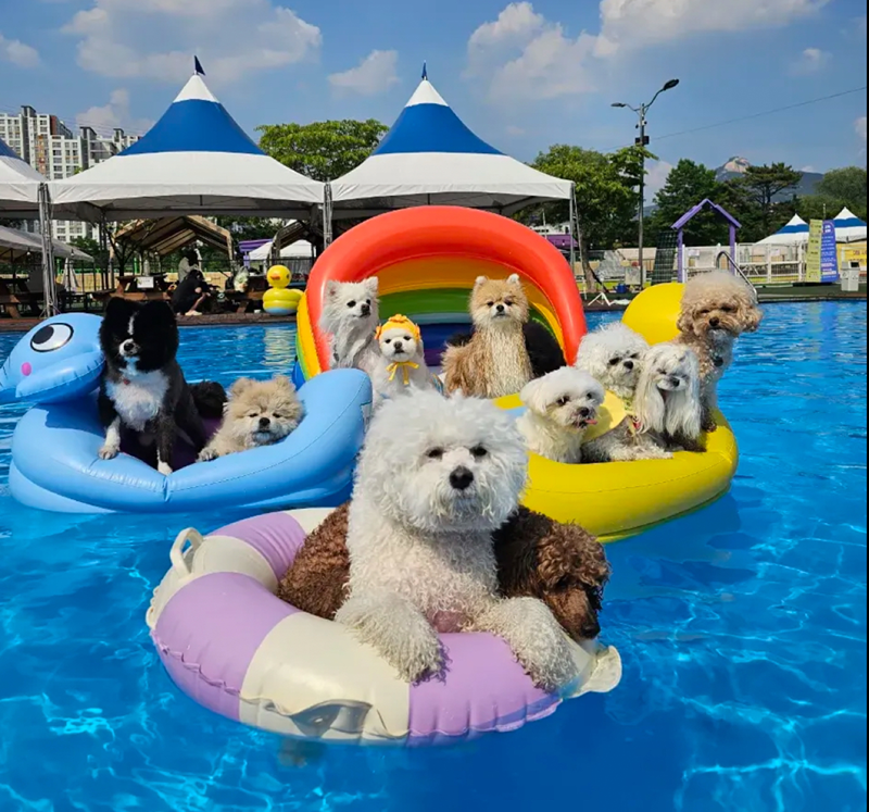 🐾애견🌞해맑개와 여름이�야기🌞 썸네일