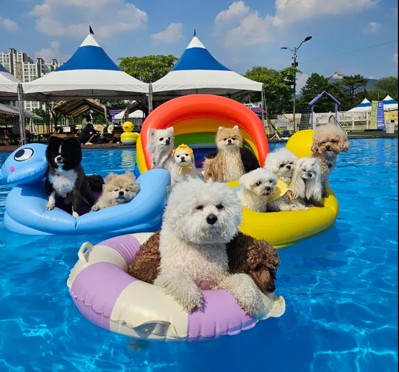 🐾애견🌞해맑개와 여름이야기🌞 썸네일