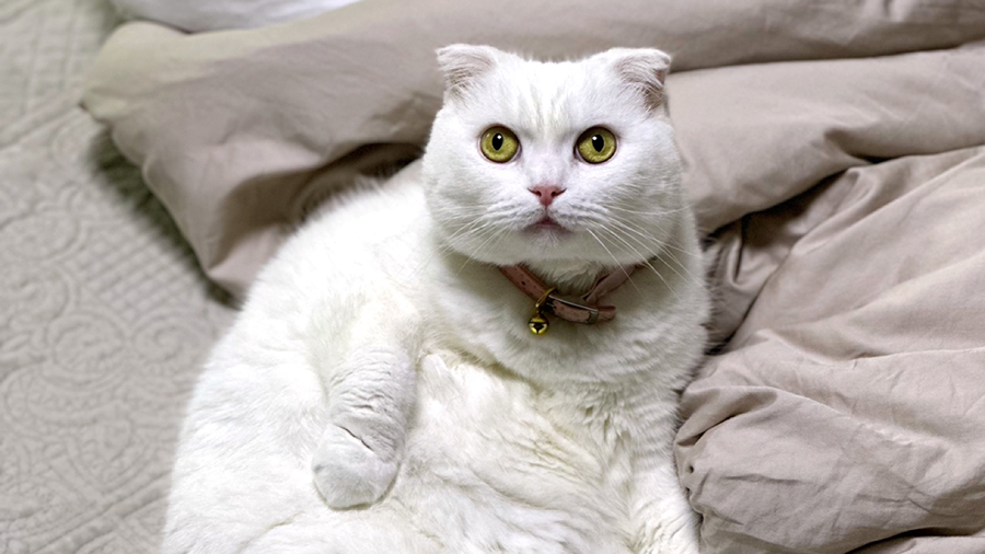 귀여운 냥이. 썸네일