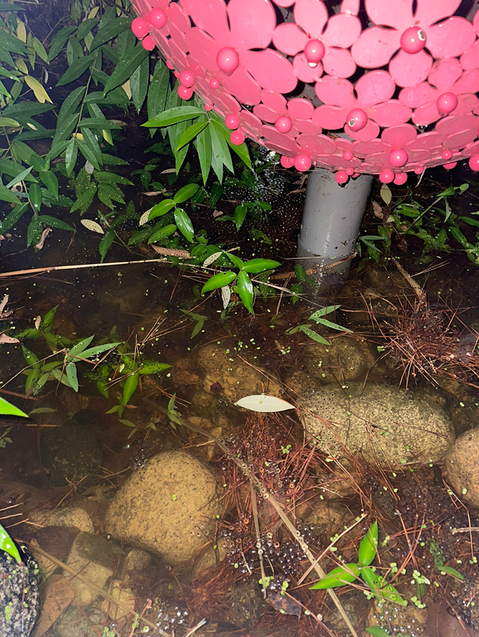맹꽁이 어우... (사진주의) 썸네일