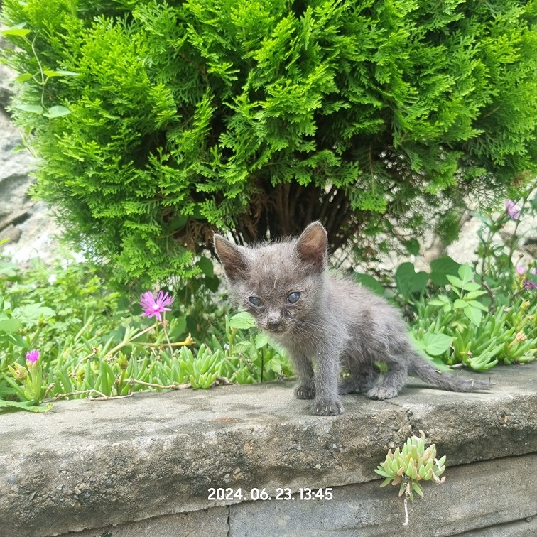 부산서중학교 앞에 새끼고양이 썸네일