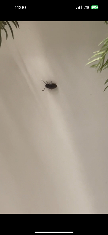 벌레이름…? 썸네일