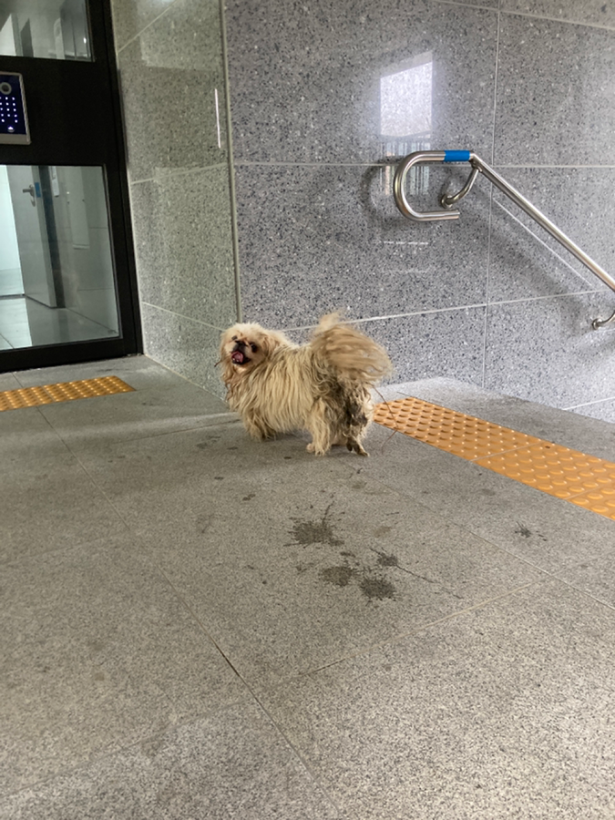 강아지 주인 찾습니다!!!❗️❗️❗️❗️❗️ 썸네일