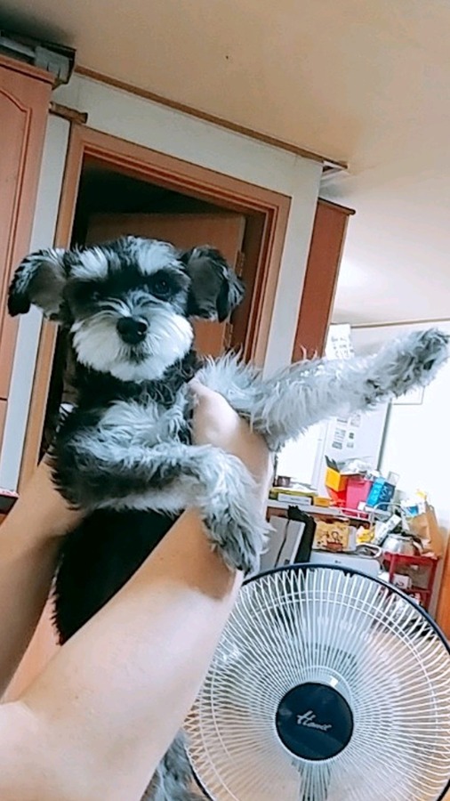 아츄에게 한표를~!! 썸네일