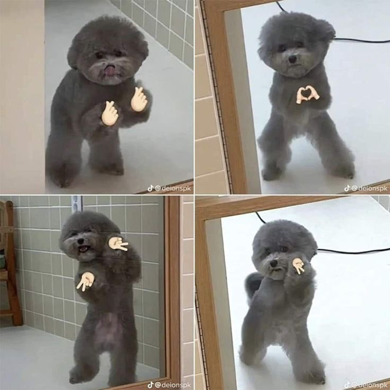 🐶노견,소심견모이개🐶 썸네일