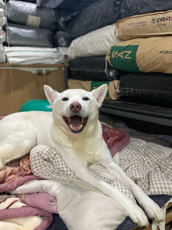 (울산 진국이네) 유기견 봉사 🐾 썸네일