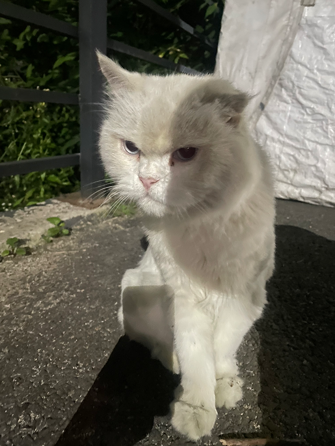 고양이 주인 찾아요 썸네일