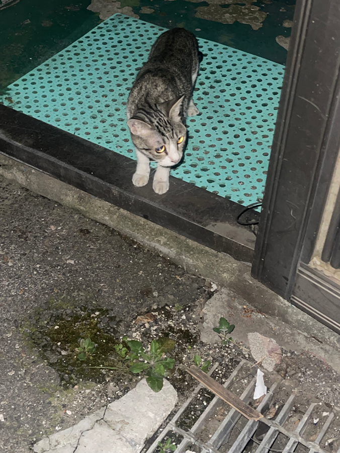 혹시 고등어냥이 잃어버리신분 계실까요? 썸네일