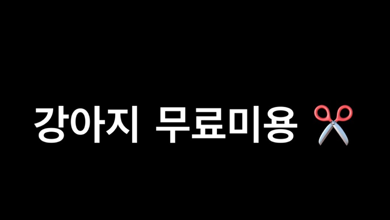 🐶같이놀자 개🐶(무료미용&정모)