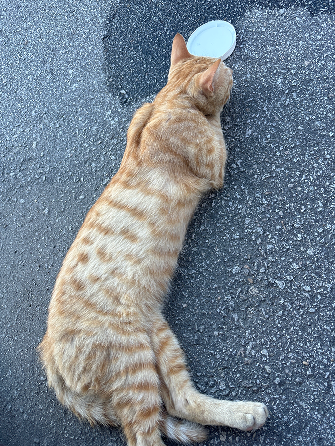 고양이 구조  썸네일