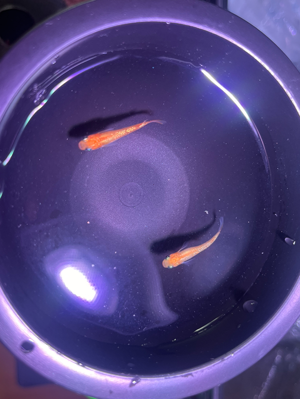 작은 생태계🦎🐠물고기, 파충류, 양서류 썸네일