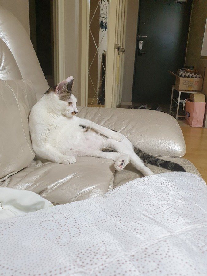  티비 보는 냥이 썸네일