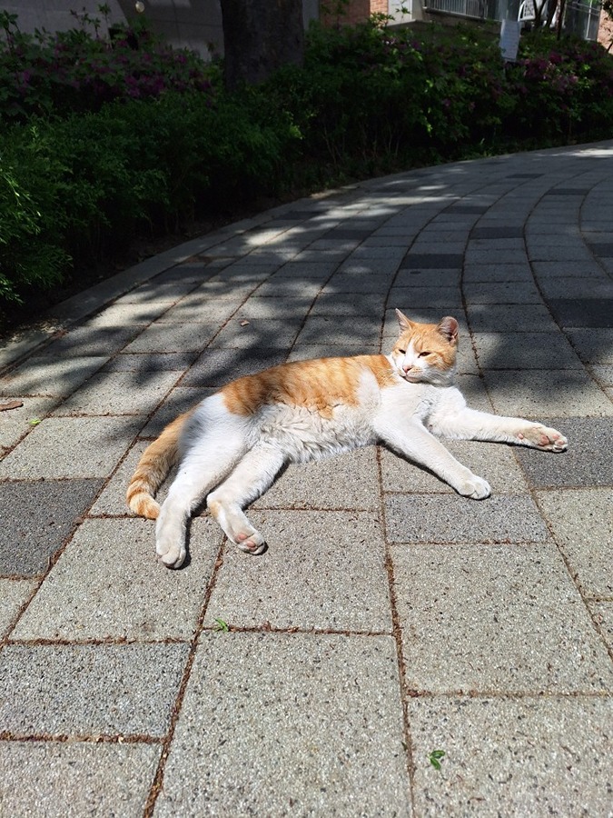 방이동 1살쯤된 치즈색 고양이 보신분 계실까요 썸네일