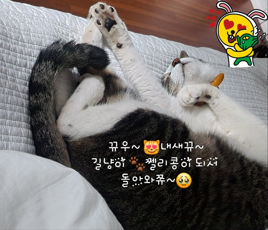 집나간 냥이들이 스스로 돌아왔어요ㅠㅠ   썸네일