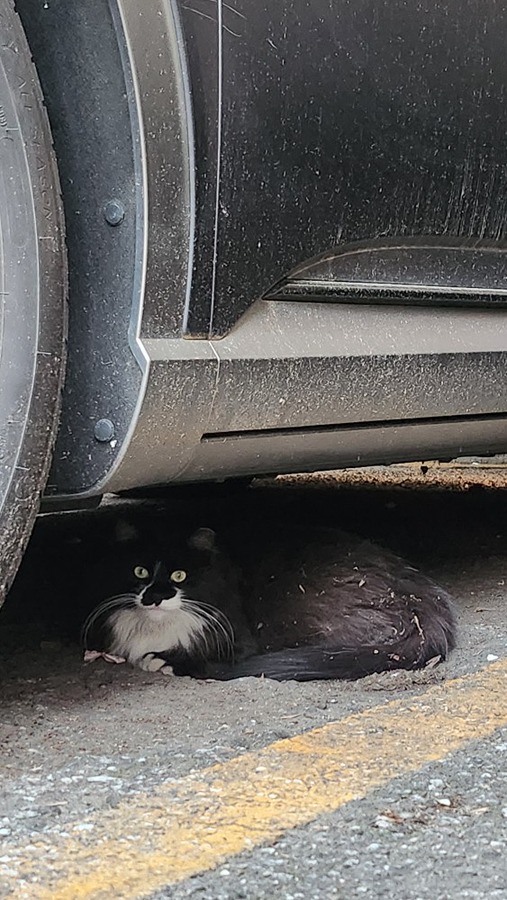 고양이 썸네일