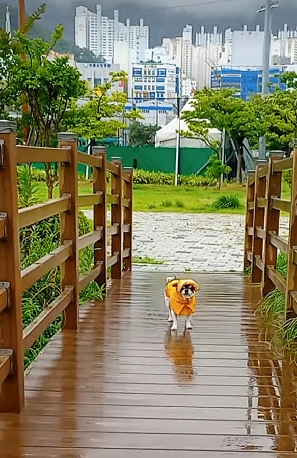 산책가자~언니가 우비샀다~ 썸네일