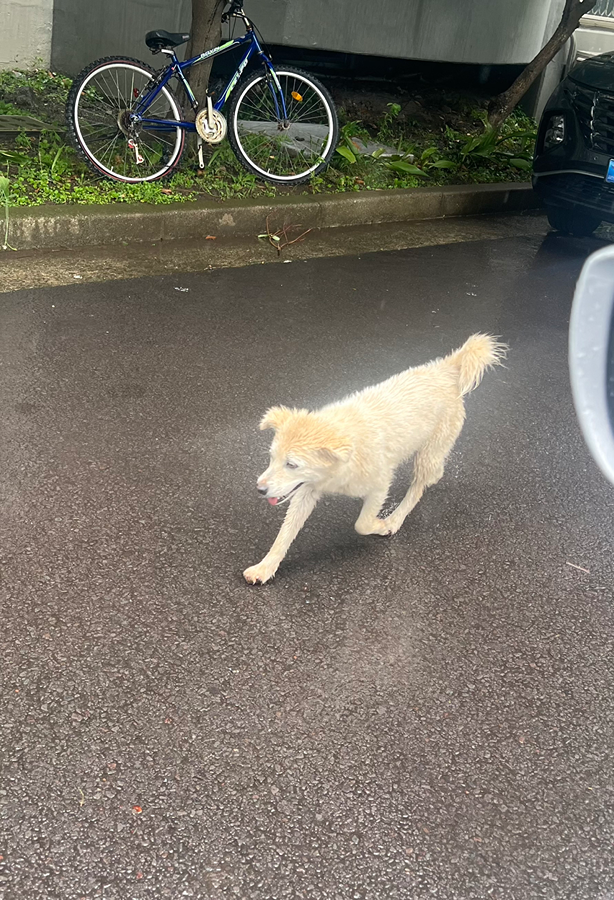 화북주공 1단지 강아지 돌아다녀요 썸네일