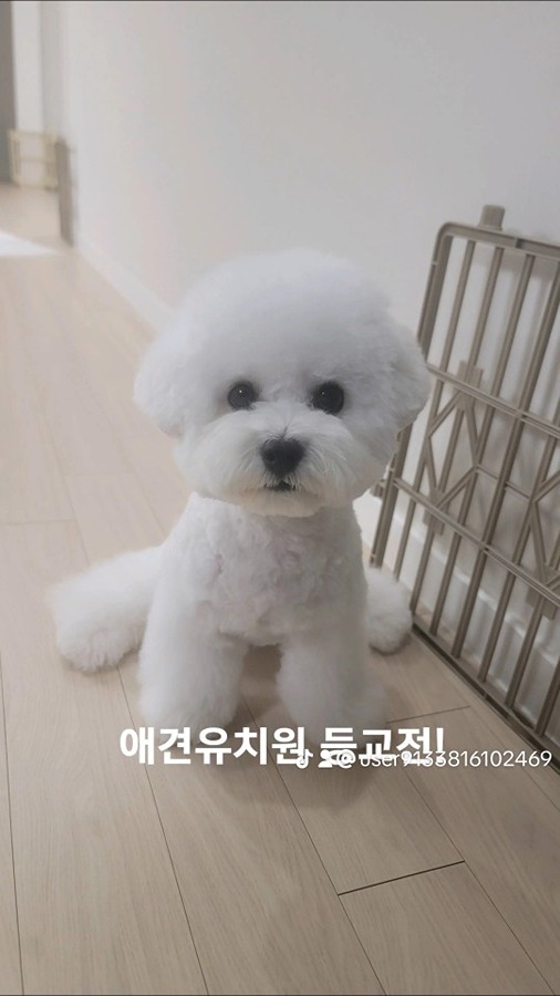 등교시간이다 멍🐶 썸네일