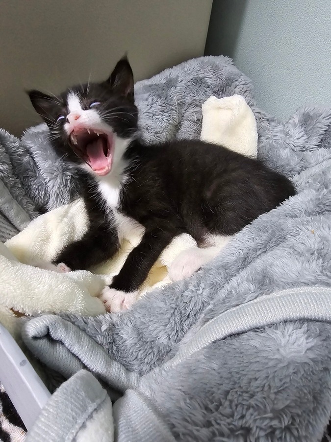 롹부르는 고냥이 썸네일