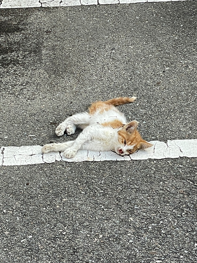 길냥이 구조나 임보해 주실 분 없나요…? 썸네일