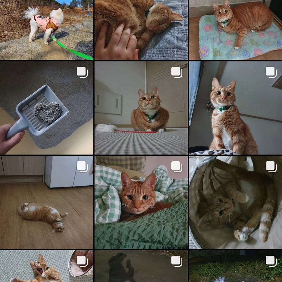 노란 고양이를 잃어버렸습니다😢 썸네일