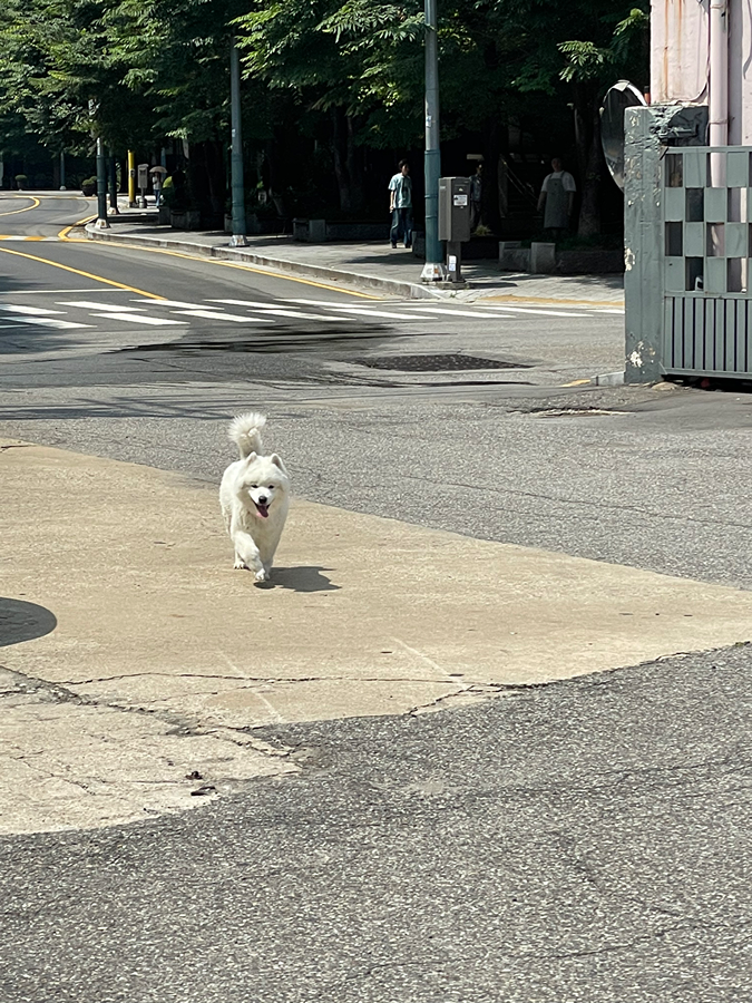 흰색 강아지 잃어버리신분 봐주세요 썸네일