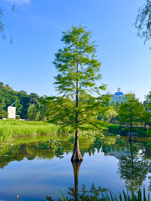 보라매공원 아침운동(런닝) 썸네일