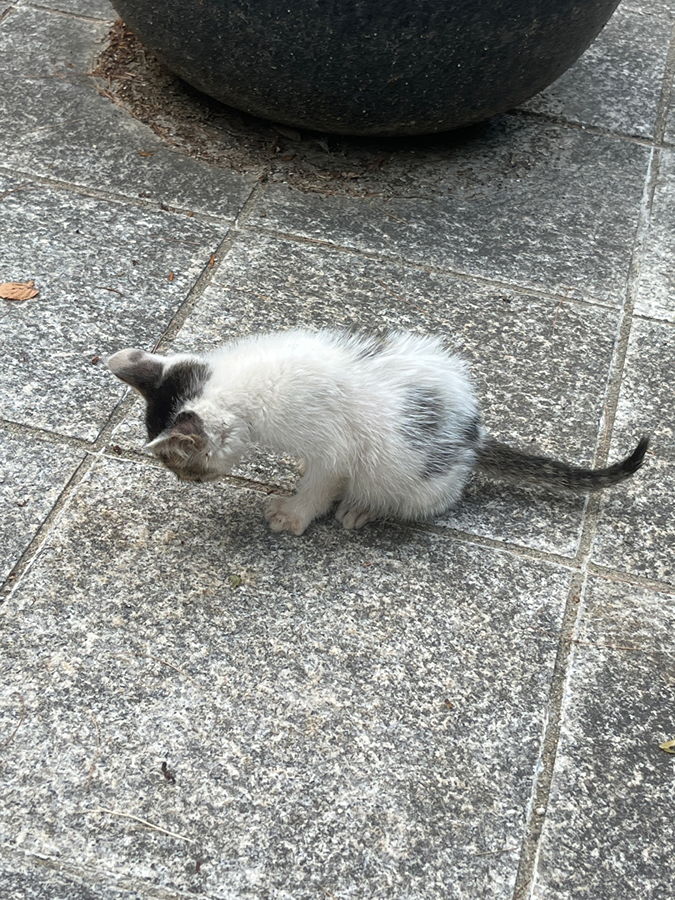 고양이 구해주실 분 썸네일