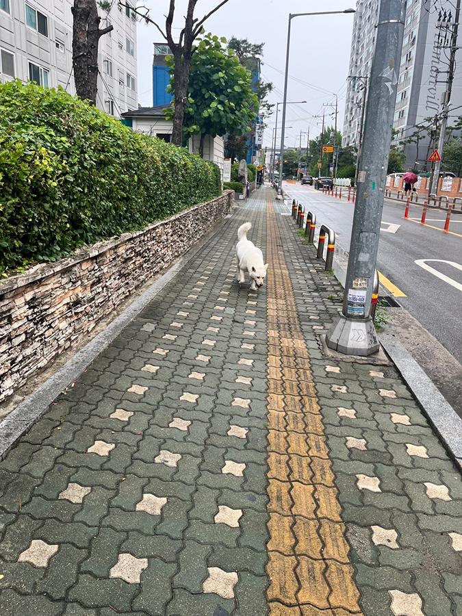 진돗개 잃어버리신 분 썸네일