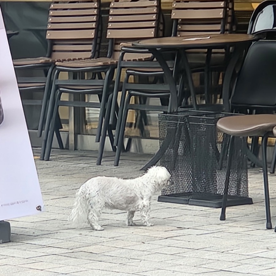 독립문역 앞 말티즈 썸네일