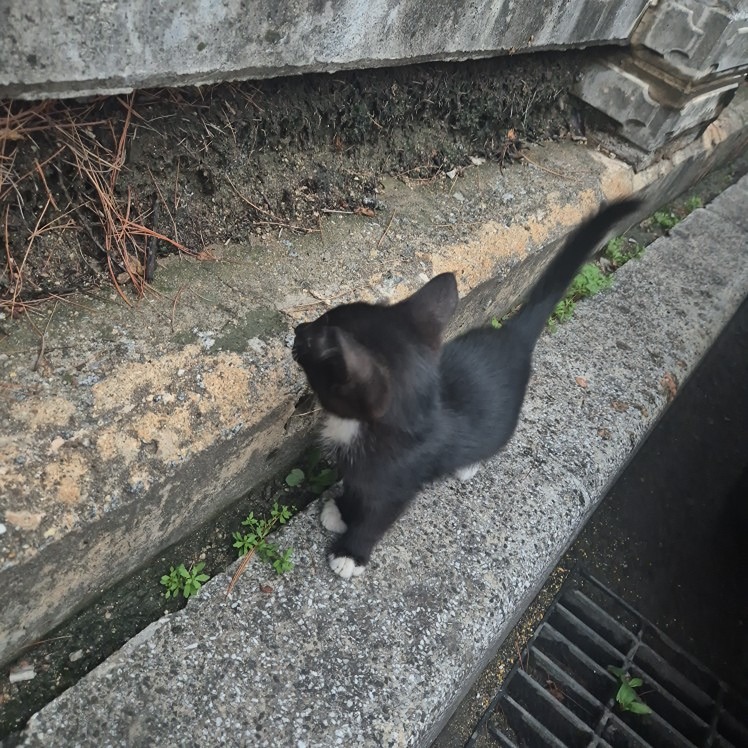 아기 고양이 야옹이 임보 가능하신분 썸네일