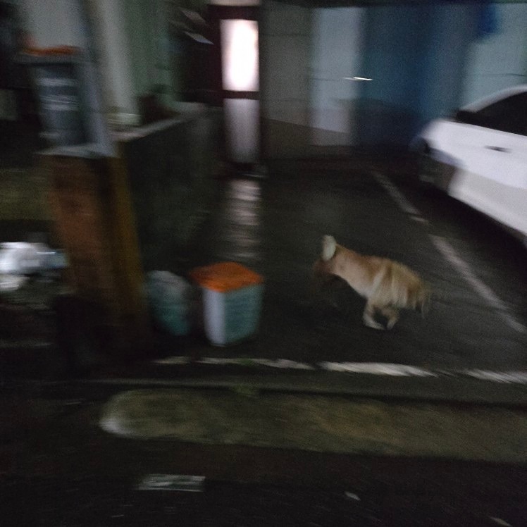 학익동 호산아파트 강아지 썸네일
