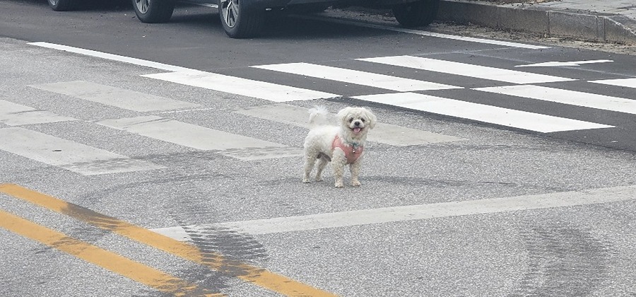 반려견 찾아가세요 썸네일