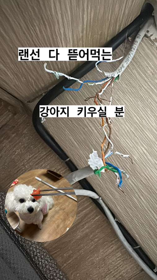 끊어진 전기선 이어주는거 얼마 일까요?? 썸네일