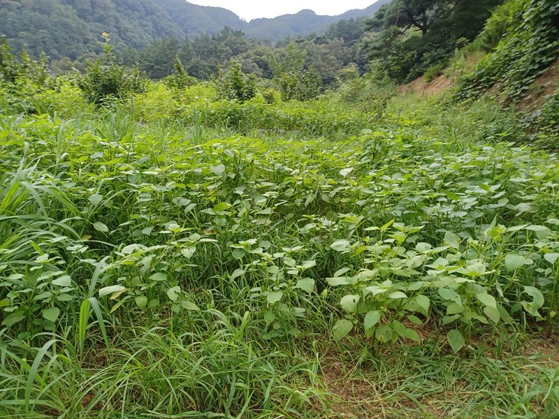 중매부탁합니다 썸네일